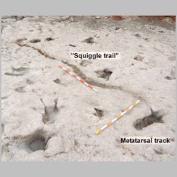 00-DSCN1491-cr-Squiggle w metatrsal track.jpg